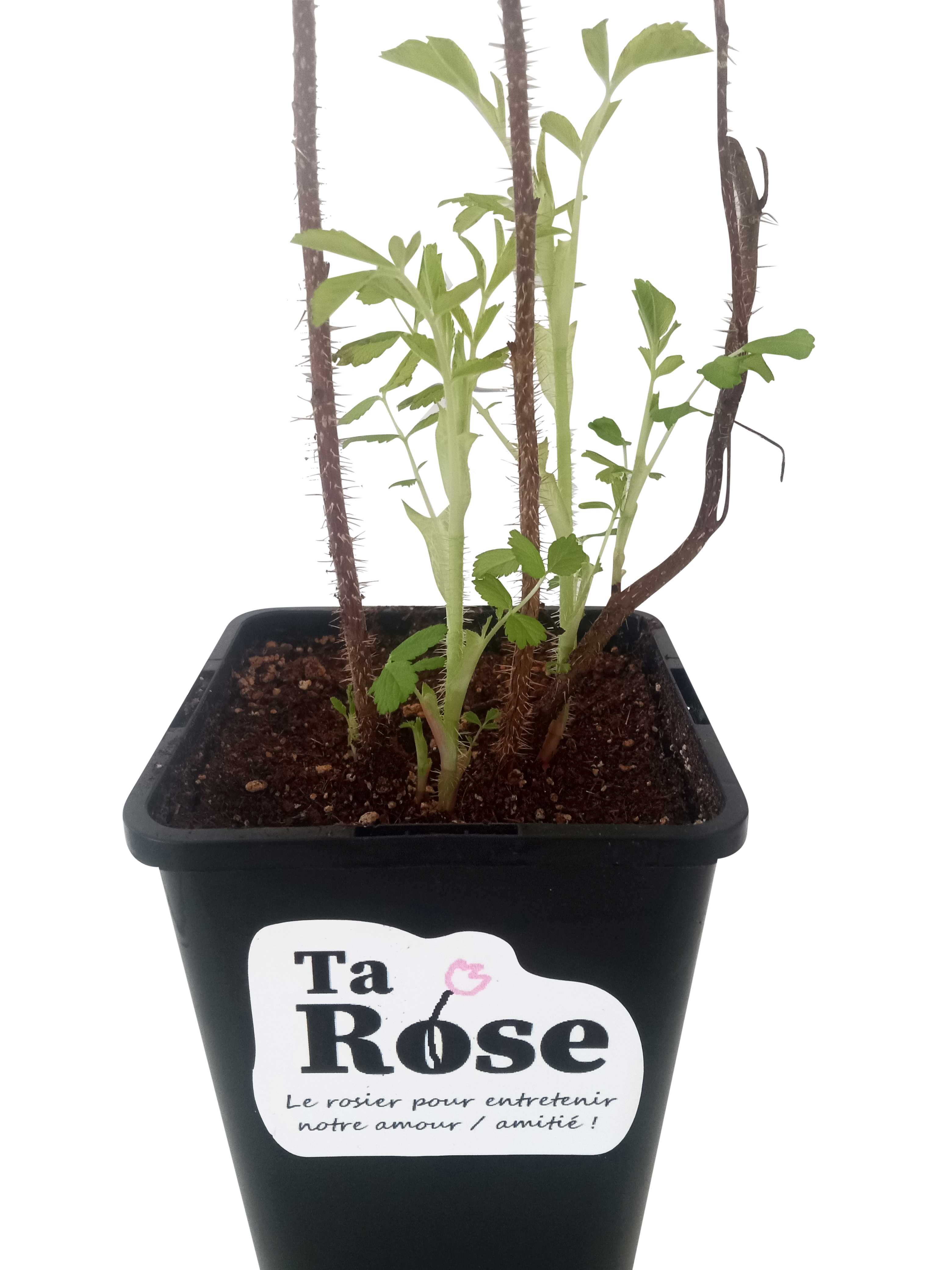 Rosier Ta Rose